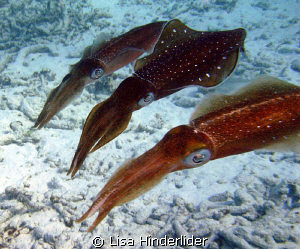 3 Amigos!  These squid were very curious and really check... by Lisa Hinderlider 